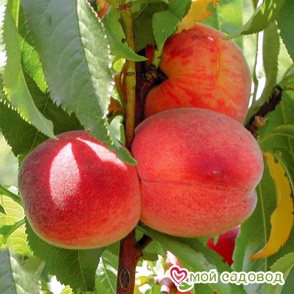 Персик Гринсборо (-30°)