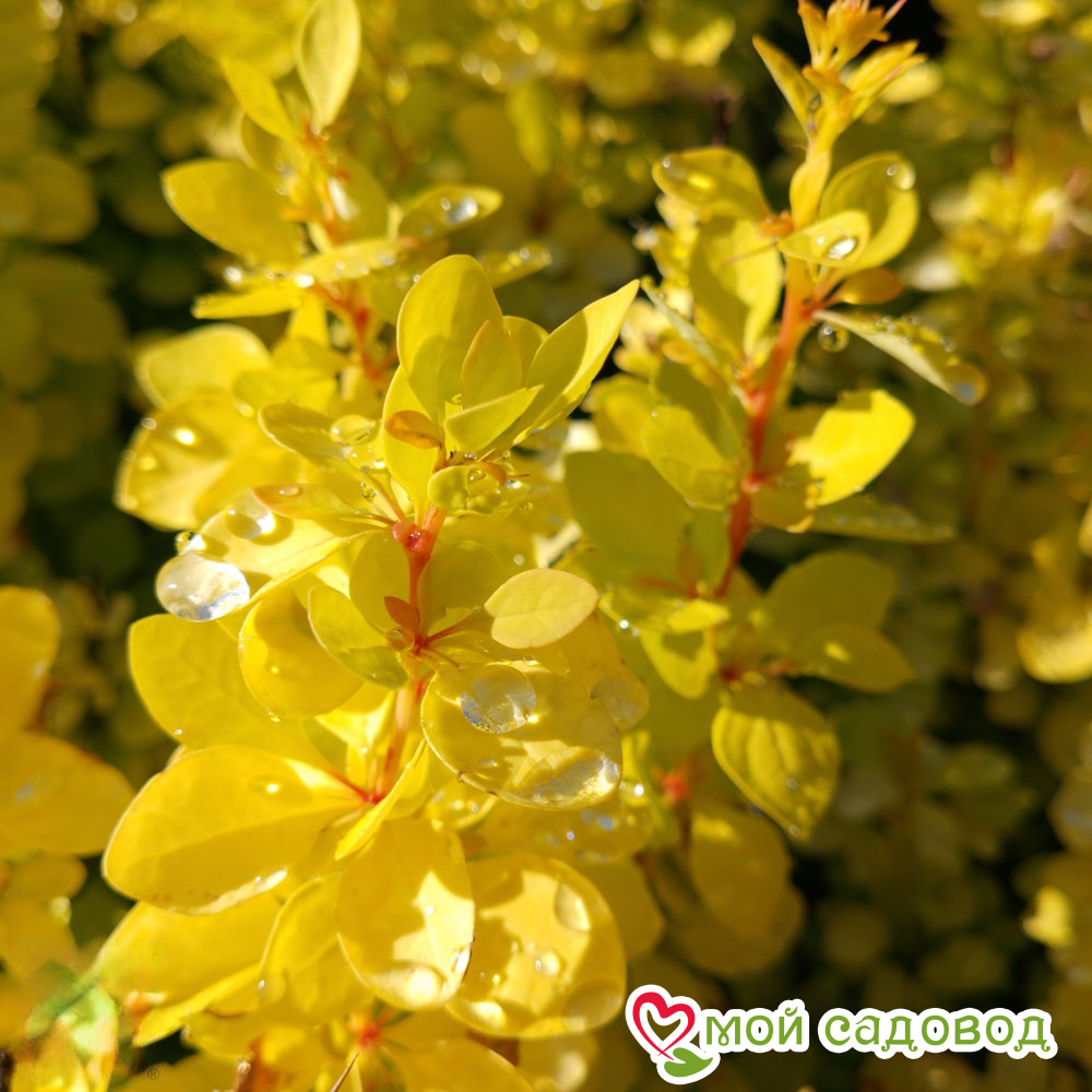 Барбарис Тунберга "Ауреа"