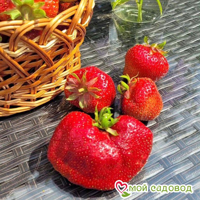 Клубника Великобритания